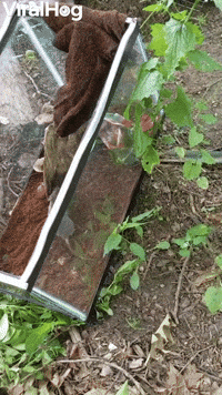 Rodent Finds Its Way to Freedom