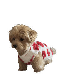 Dog Sticker