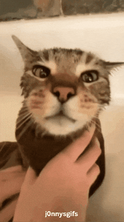 Cat Reeks GIF