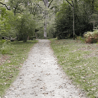 Trick Or Treat Halloween GIF by Oriental Dance on line