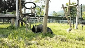 animalsasia vietnam animalsasia moonbears GIF