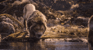the lion king simba GIF by Walt Disney Studios