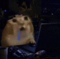 Cat GIF