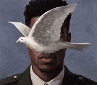 Section 8 Polyester GIF