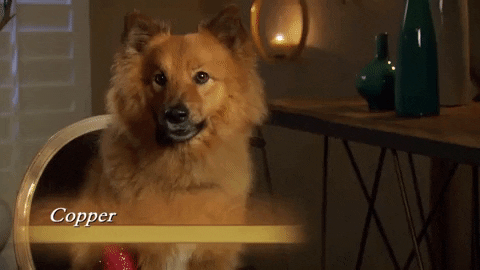dog puppy GIF by The Bachelorette