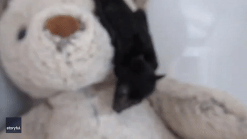Baby Bat Only Has Eyes for Its Stuffed Bear Buddy