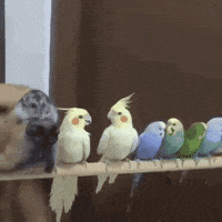 Animated GIF