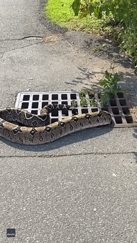 Loose Pet Boa Constrictor Slithers Into Drain in New York