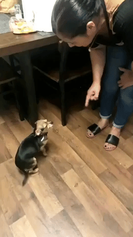This Dog is Looking For Some Backup When She Gets in Trouble With Her Owner's Mom