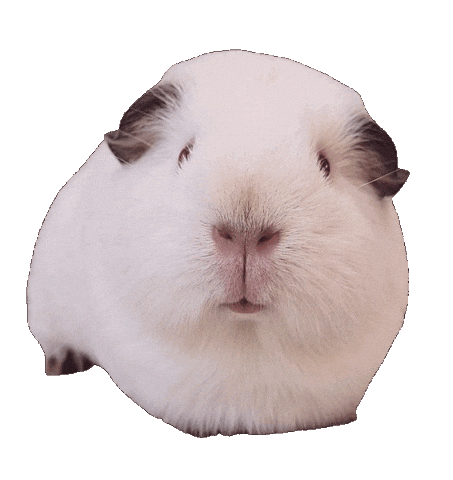 Guinea Pig Sticker