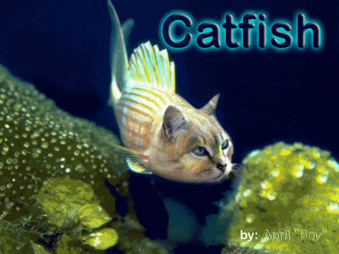 catfish GIF