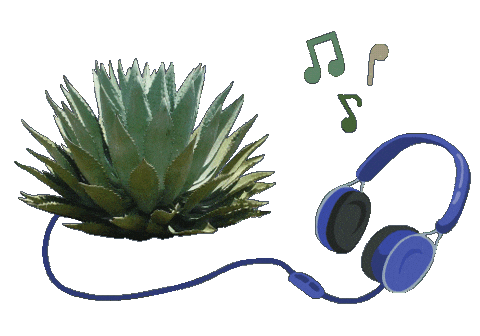 Musica Tequila Sticker by Santa Sabia Media