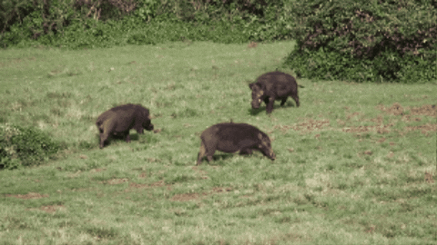 CreatureFeatures giphygifmaker giant forest hog GIF