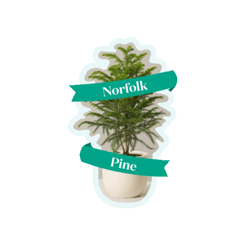 TheSill giphygifmaker christmas plants christmas tree Sticker