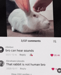 Rabbit GIF