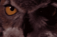 twin peaks owl GIF