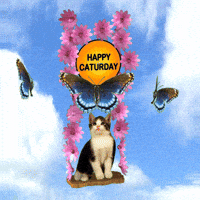 Kitten Saturday GIF