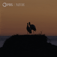 Pbs Nature Love GIF by Nature on PBS