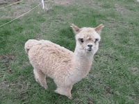morning feels GIF