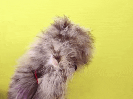 disappointed puppet GIF by Hazelnut Blvd
