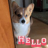 Corgi Hello GIF