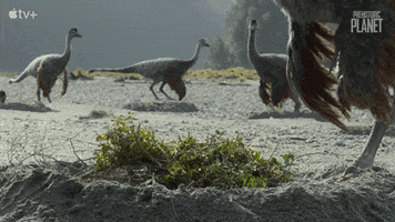 Home Oops GIF by Apple TV+