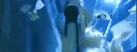 dong jie jin fei shi jia GIF
