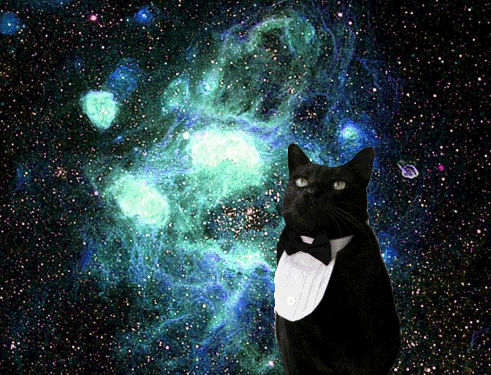 cats in space cat GIF