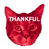 Cat Stay Safe Sticker