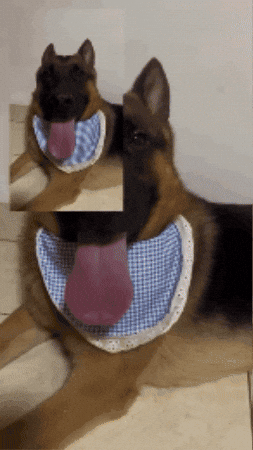 Dog Tongue GIF