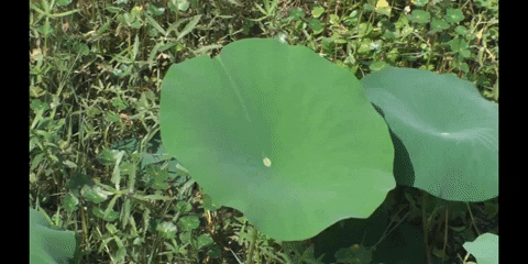 Lily Pad Photography GIF by DIIMSA Stock