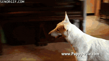 mothers day dog GIF by Cheezburger