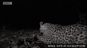 jaguar GIF