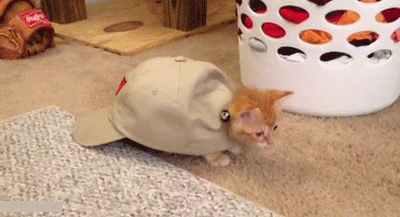 kitten bae GIF
