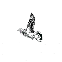 DrawingsPlease  GIF