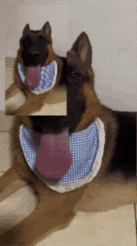 Dog Tongue GIF