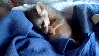Baby Ringtail Cat Yawns and Stretches
