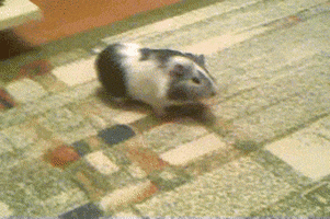 Booty Hamster GIF