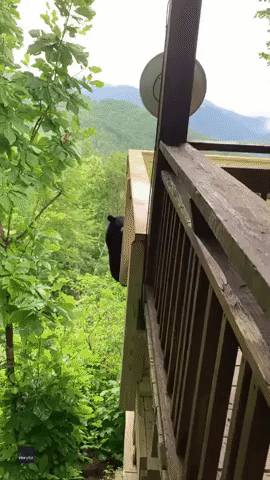 Bear's Epic Leap Into a Tree Captured by North Carolina Resident