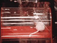 Nom Nom Wtf GIF