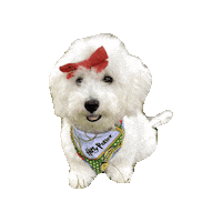 Harry Potter Bichon Sticker by Geekster Pets