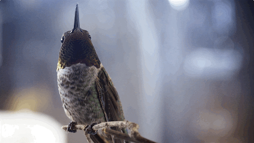 Fly Tick GIF by PBS Digital Studios