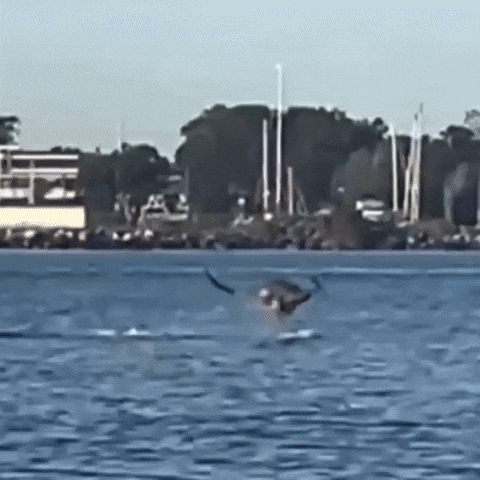 Walking On Water Australia GIF by Respective
