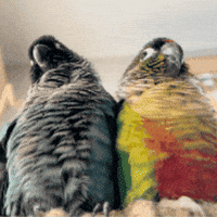 Looking Green Cheeked Conure GIF