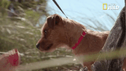 pupparazzi puppy potty face GIF by Nat Geo Wild