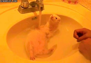 sinks ferrets GIF by Cheezburger