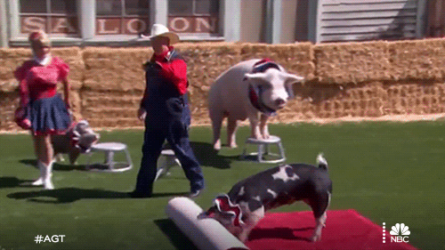 Nbc Pig GIF by America's Got Talent