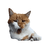 ContentCreation_Agentur katze gähnen lilli cat content Sticker