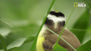 savage kingdom big cat week GIF by Nat Geo Wild 
