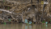 savage kingdom big cat week GIF by Nat Geo Wild 